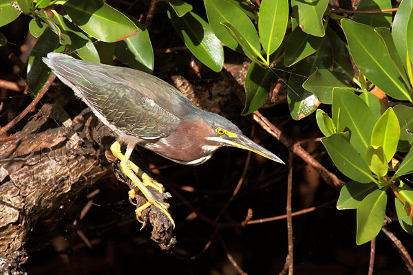 Green Heron © Russ Chantler